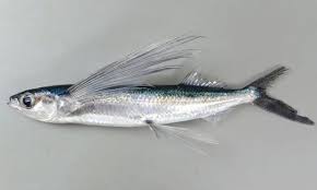 園長の15分クッキング 第15話 トビウオの塩焼き 6月9日 京都市上京区 浄福寺幼稚園